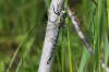 J01_2795 Brachytron pratense